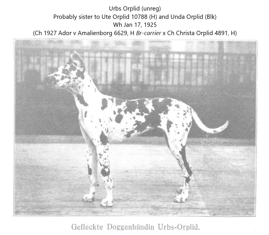 Urbs-Orplid